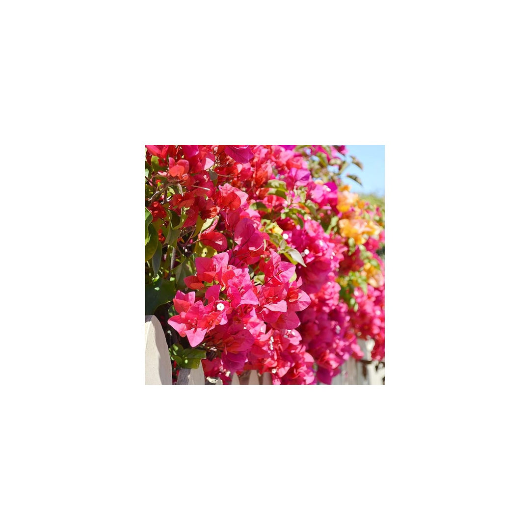 Bougainvillea Bougainvillea Glabra Flower For Planting In Vertical Garden Or Backyard Trellis [neera-v5-76a65003ee36ac0fd886]