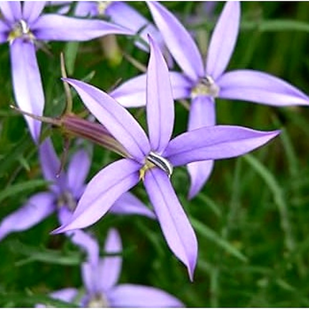 Violet Isotoma Axillaris Flower Seeds for Planting [neera-v5-76adfd48a1b16b18d615]