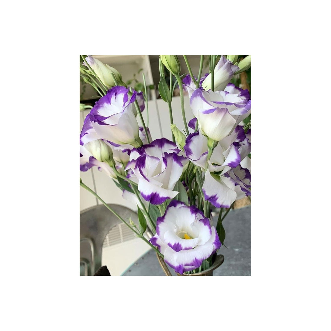 Eustoma Eustoma Grandiflorum Flower For Planting In Backyard Gardening And Vertical Arrangements [neera-v5-76af84736f108aa64420]