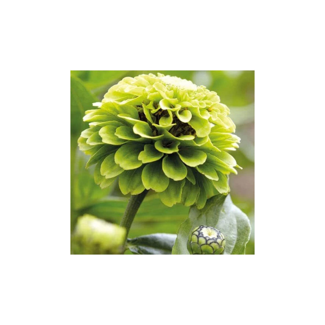 Envy Zinnia Flower For Planting Vibrant Heirloom Non Gmo For Your Garden Flower Seeds for Home [neera-v5-76afcc436a636bbcd412]