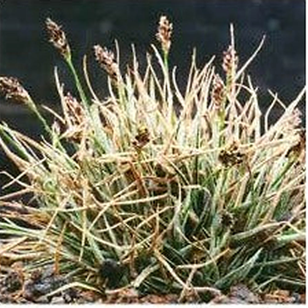 Luzula Ulophylla Seeds for Planting [neera-v5-76b7f6a555a93f6defe4]