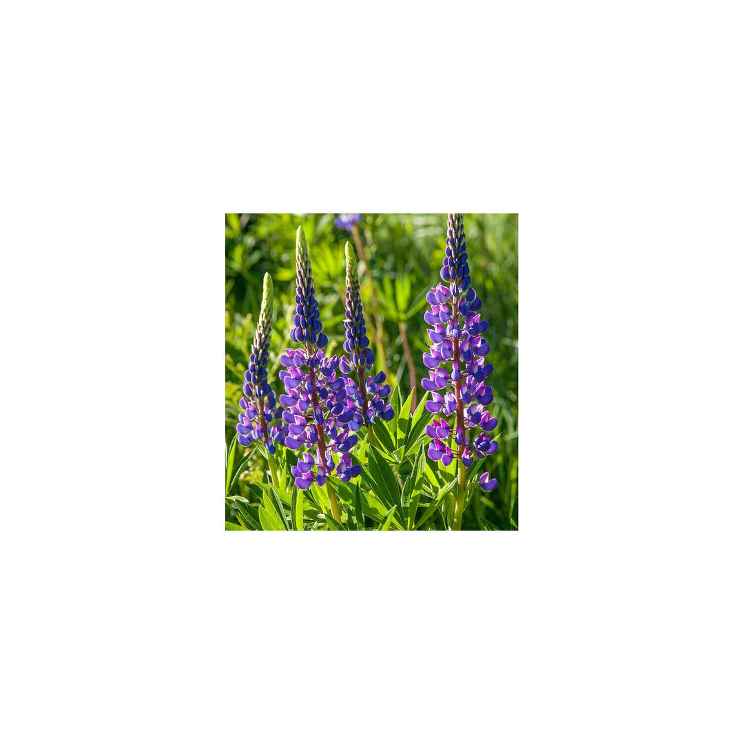 Purple Arroyo Lupine Flower For Planting Non Gmo Heirloom Garden Flower Seeds for Home Garden [neera-v5-76b8d7276263915f8284]