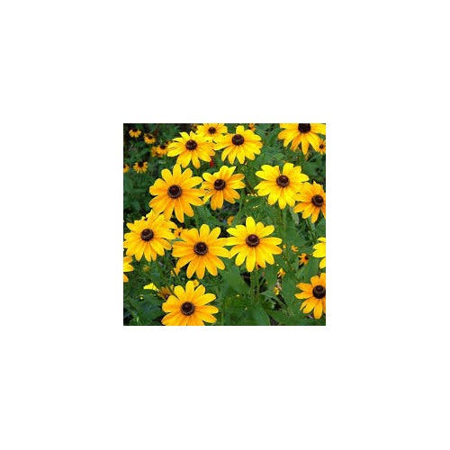 Yellow Mini Sunflower Seeds for Planting [neera-v5-76bdbd7a31b9cae2bc0a]