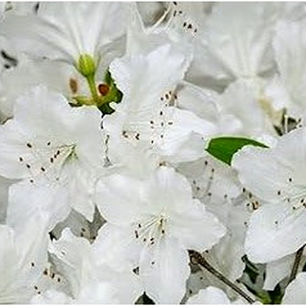 Heirloom Azalea Blanco Flower Seeds, Non-GMO, White Blooms for Shade Garden Borders [neera-v5-76be4b4493590af8529e]