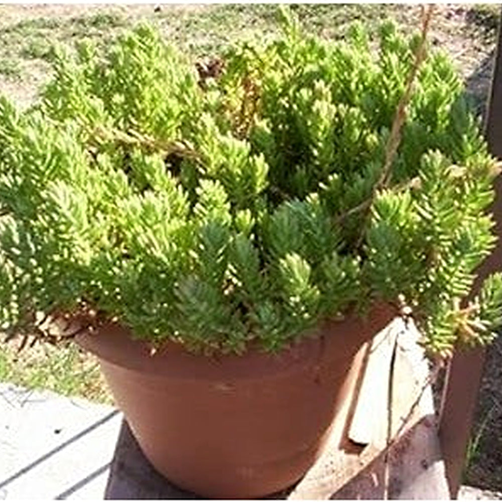 Green Sedum Montanum Plant Seeds for Planting [neera-v5-76c172f73a8571a8070c]