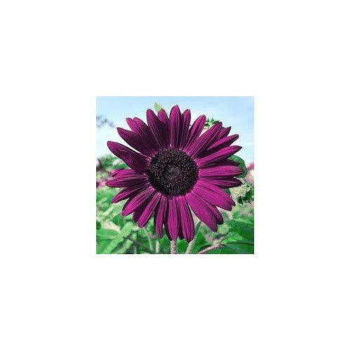Purple Mini Sunflower Seeds for Planting [neera-v5-76c8fb8c153655705f81]