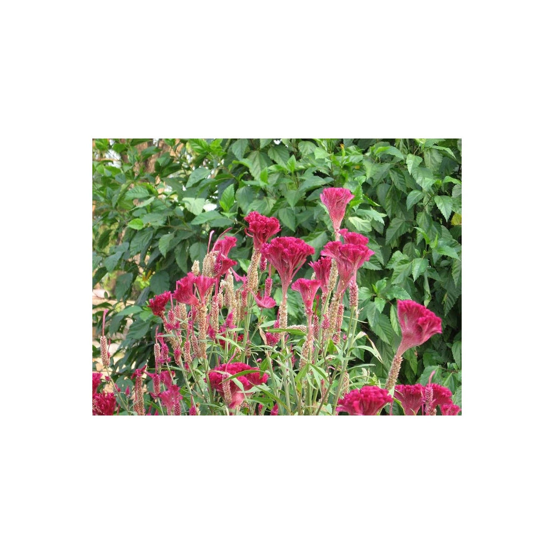 Gallo Crest Celosia Cristata Flower For Planting In Backyard Gardens Flower Seeds for Home Garden [neera-v5-76dea8aea6ee0237b02a]