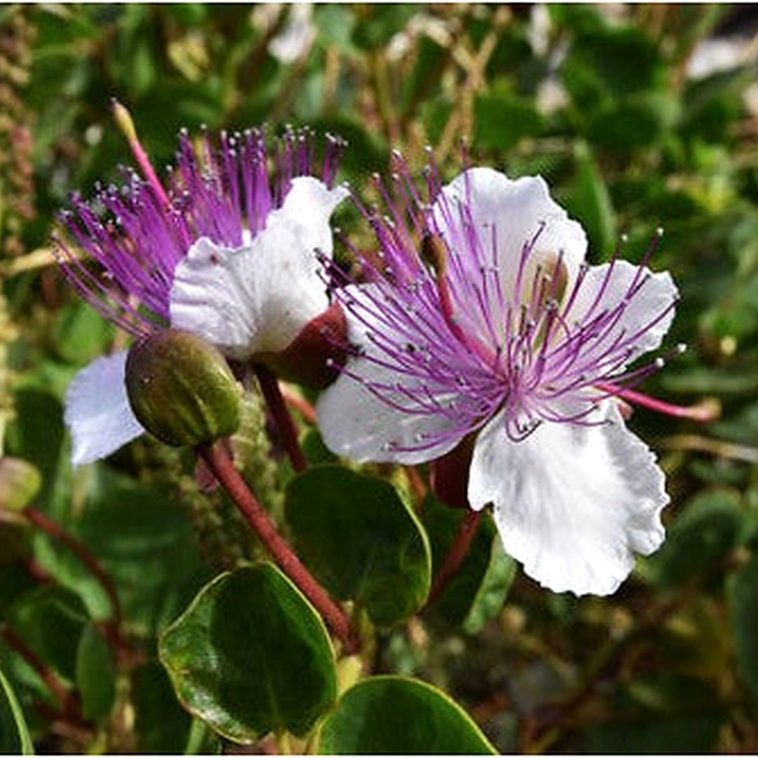 White Caper Flower Seeds [neera-v5-76e3161418d8c727d075]