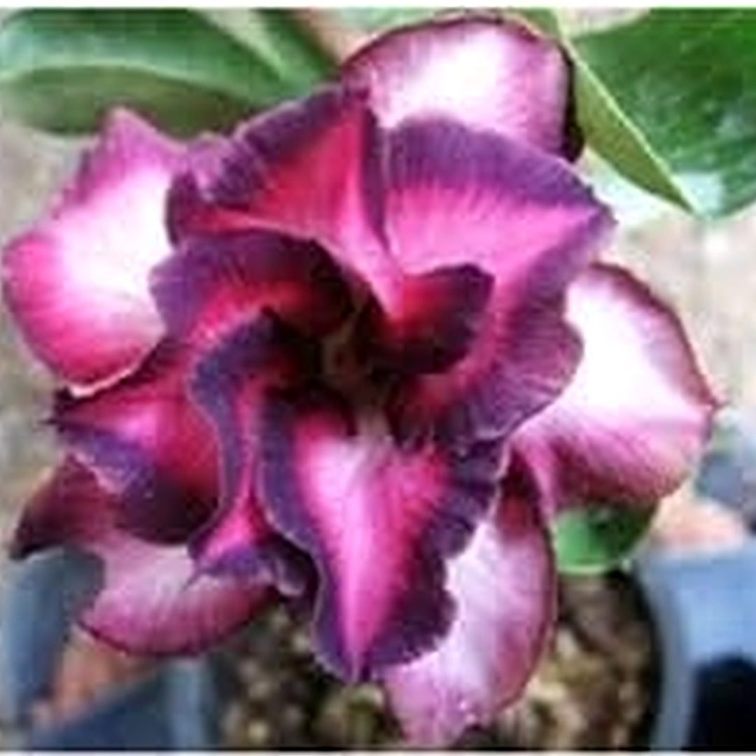 Heirloom Mixed Colors Adenium Flower Seeds for Planting [neera-v5-76e50e25d74d9f3bfdc3]