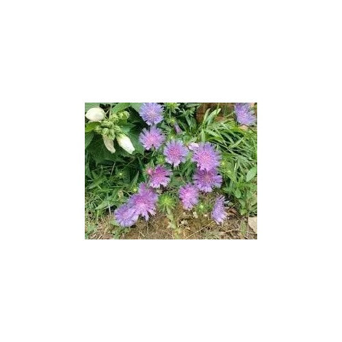 Stokes Aster Flower For Planting Non Gmo Flower Seeds for Home Garden Planting, Blooming Organic [neera-v5-76e822135600f8ed151e]