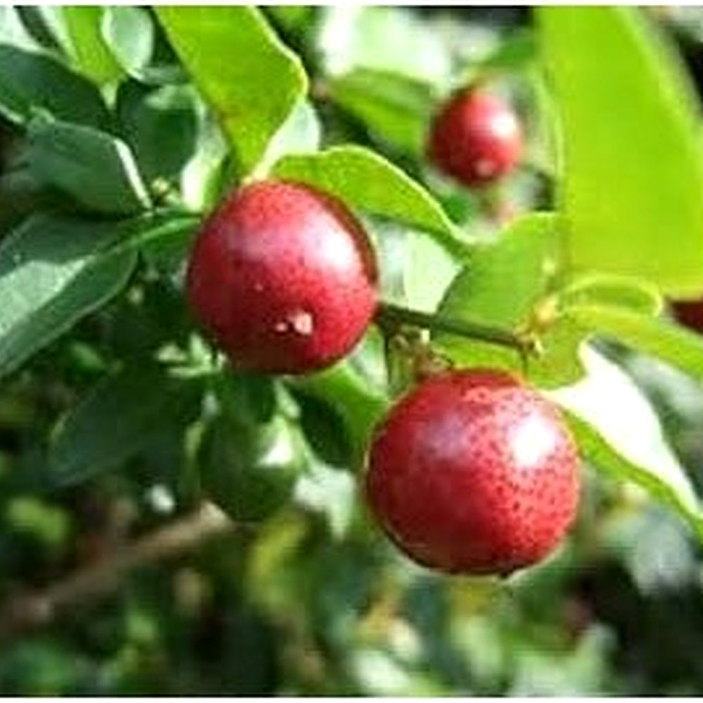 Fresh Orange Fruit Seeds for Planting [neera-v5-76ee83bd0b09a5a7b1dd]
