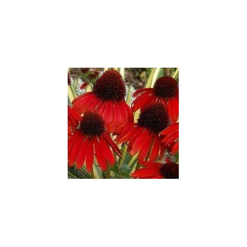 Heirloom Non-GMO Red Coneflower Seeds [neera-v5-76ff86c709e17a039048]