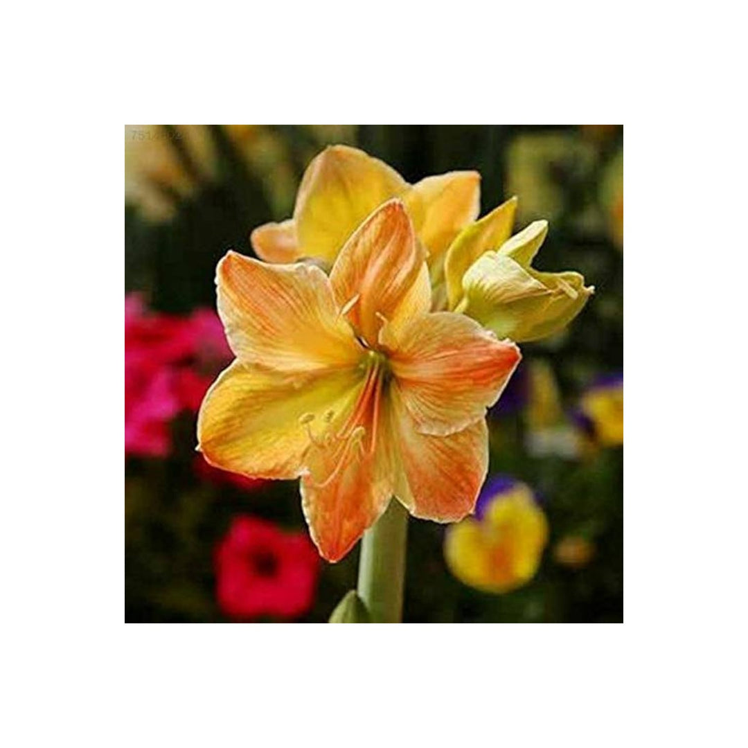 Yellow Amaryllis Hippeastrum Sunrise Flower For Planting In Indoor Pots Or Spring Flower Beds [neera-v5-77083417822f0d771c18]