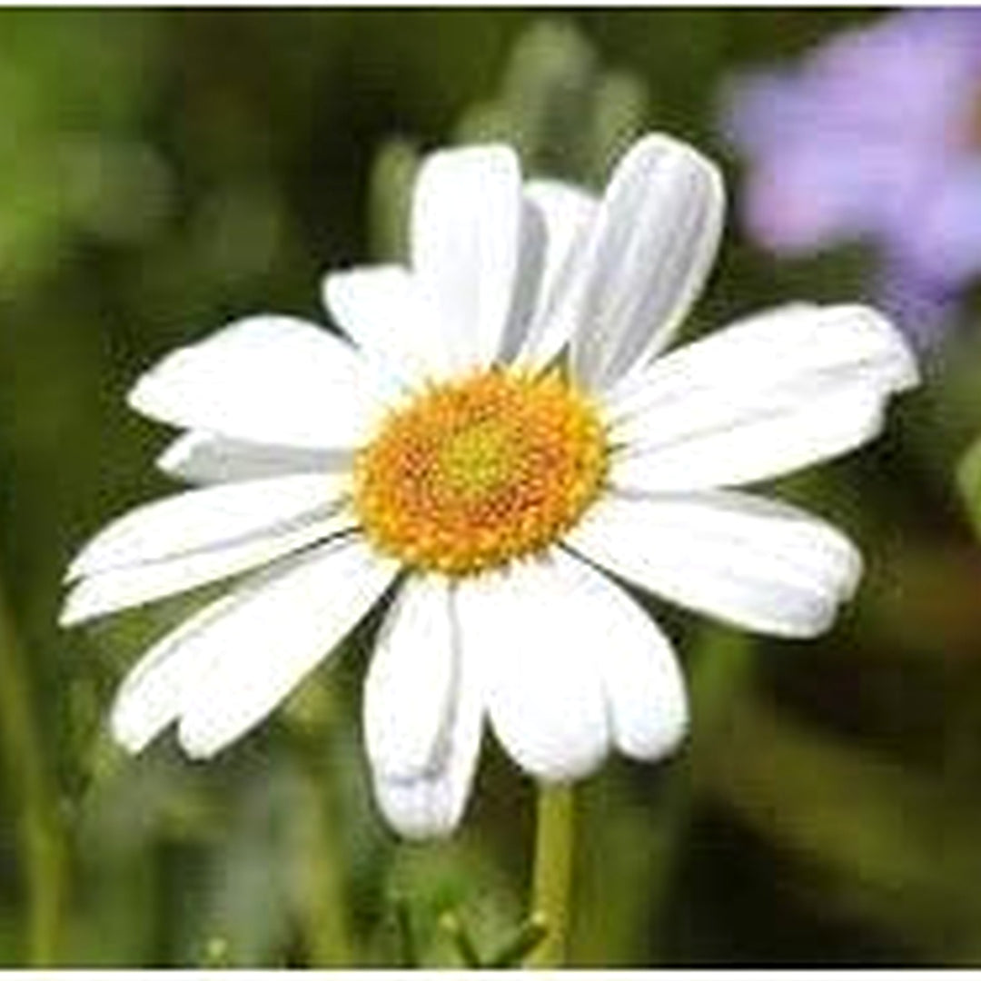 Heirloom Brachyscome Flower Seeds for Garden Planting, Non-GMO, Daisy-Like Blooms for Edging [neera-v5-770b462daa9dc2ad3a8b]