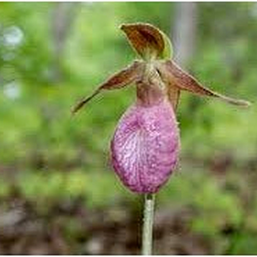 Lady's Slipper Orchid Flower Seeds for Planting [neera-v5-770d41bf2756c41f6461]