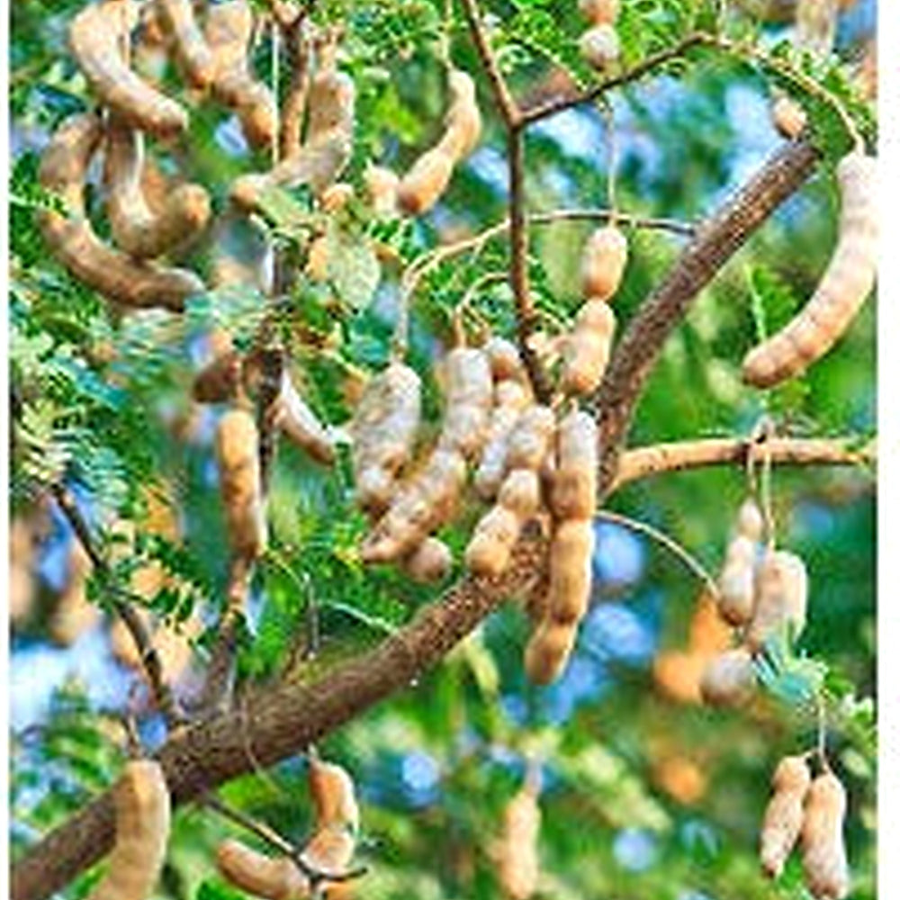 Tamarind Fruit Seeds for Planting [neera-v5-7718c5def231b45e159c]
