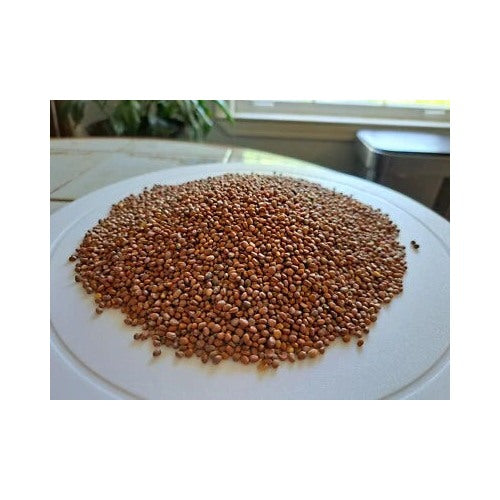 Daikon Radish Raphanus Longipinnatus Deep Root Cover Crop Planting Pound Heirloom Non Gmo [neera-v5-771c13d62f1c00eddac2]