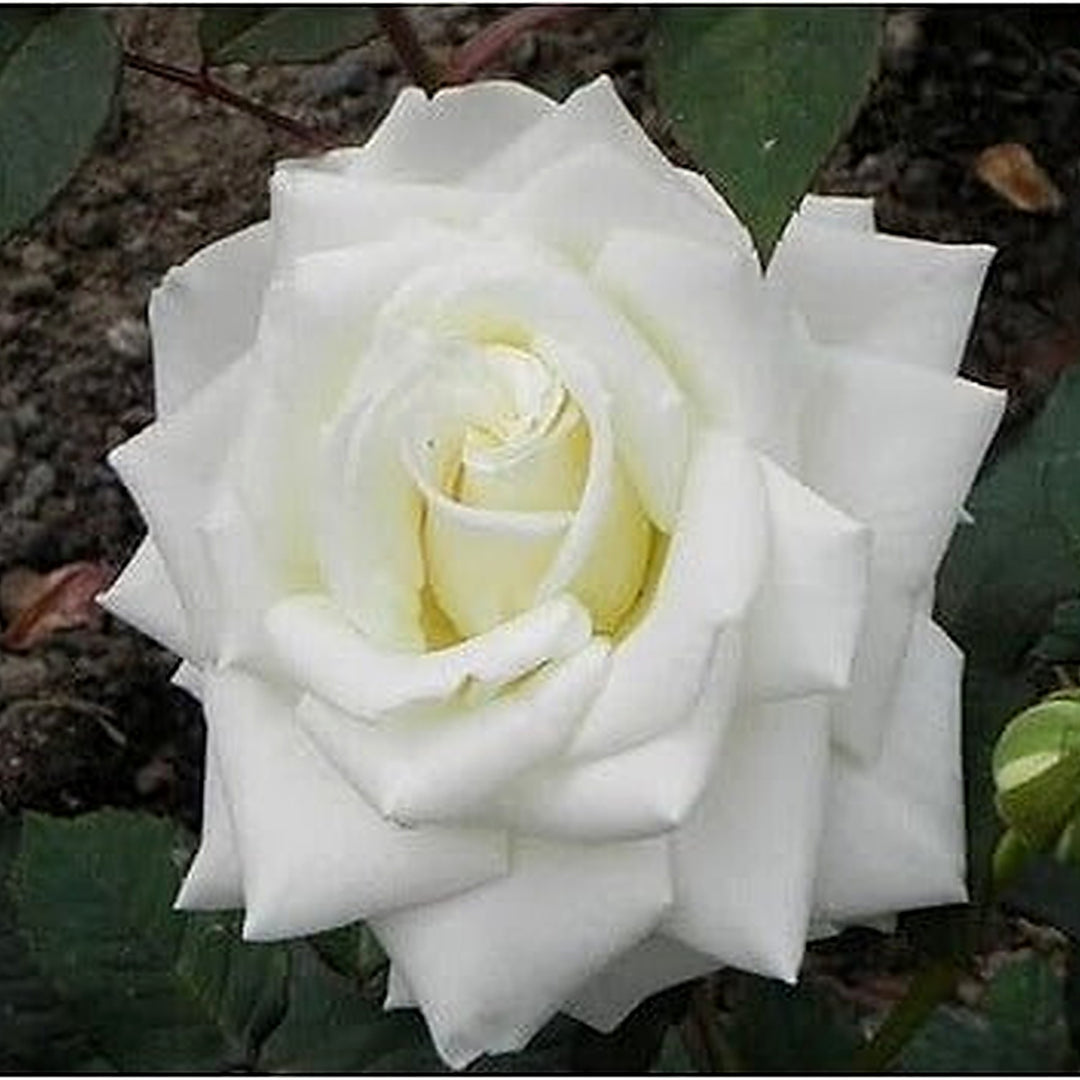 White Rose Heirloom Non-GMO Seeds for Planting [neera-v5-7720710a401c832b39f7]