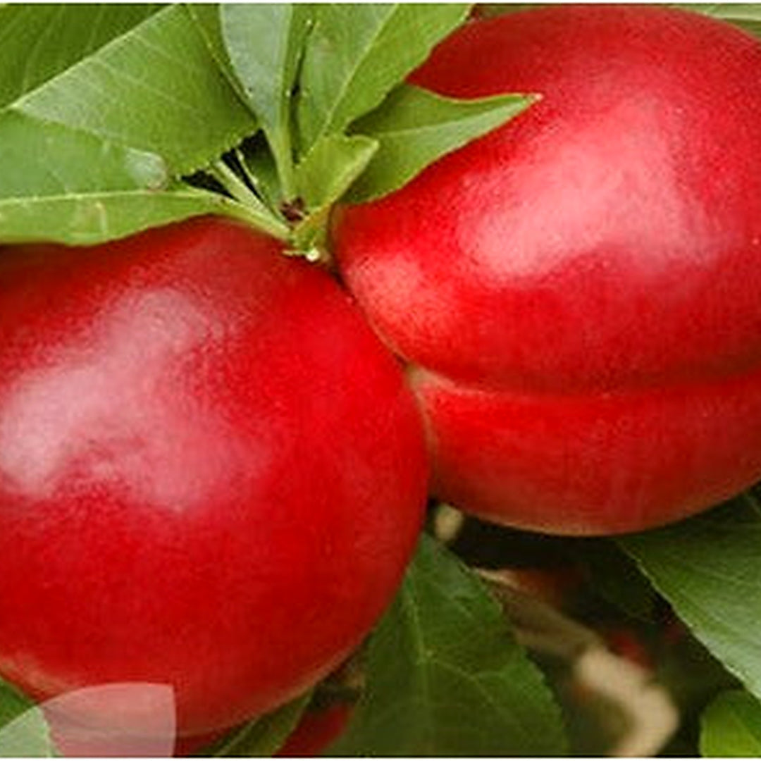 Red Nectarine Fruit Seeds for Planting | Heirloom Non-GMO Organic Seeds for Juicy, Sweet Garden Nectarines [neera-v5-77264e1cce80def81208]