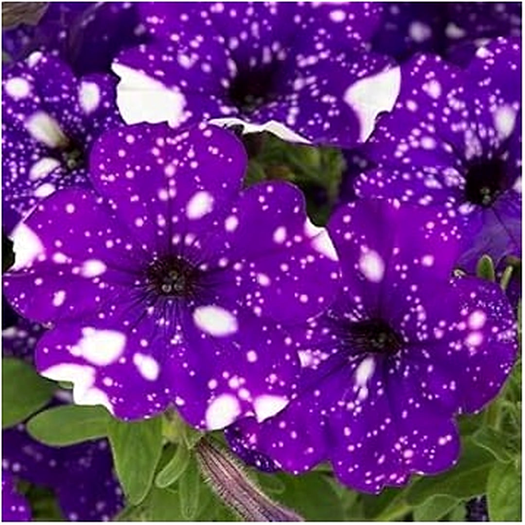 Dark Violet White Oblique Petunia Flower Seeds for Planting [neera-v5-772f4d12c208c3509ffd]