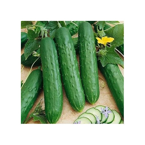 Cucumber Vegetable Seeds for Planting | Heirloom, Non-GMO, High Germination Organic Garden Seeds [neera-v5-774388f20f1df958fb6e]