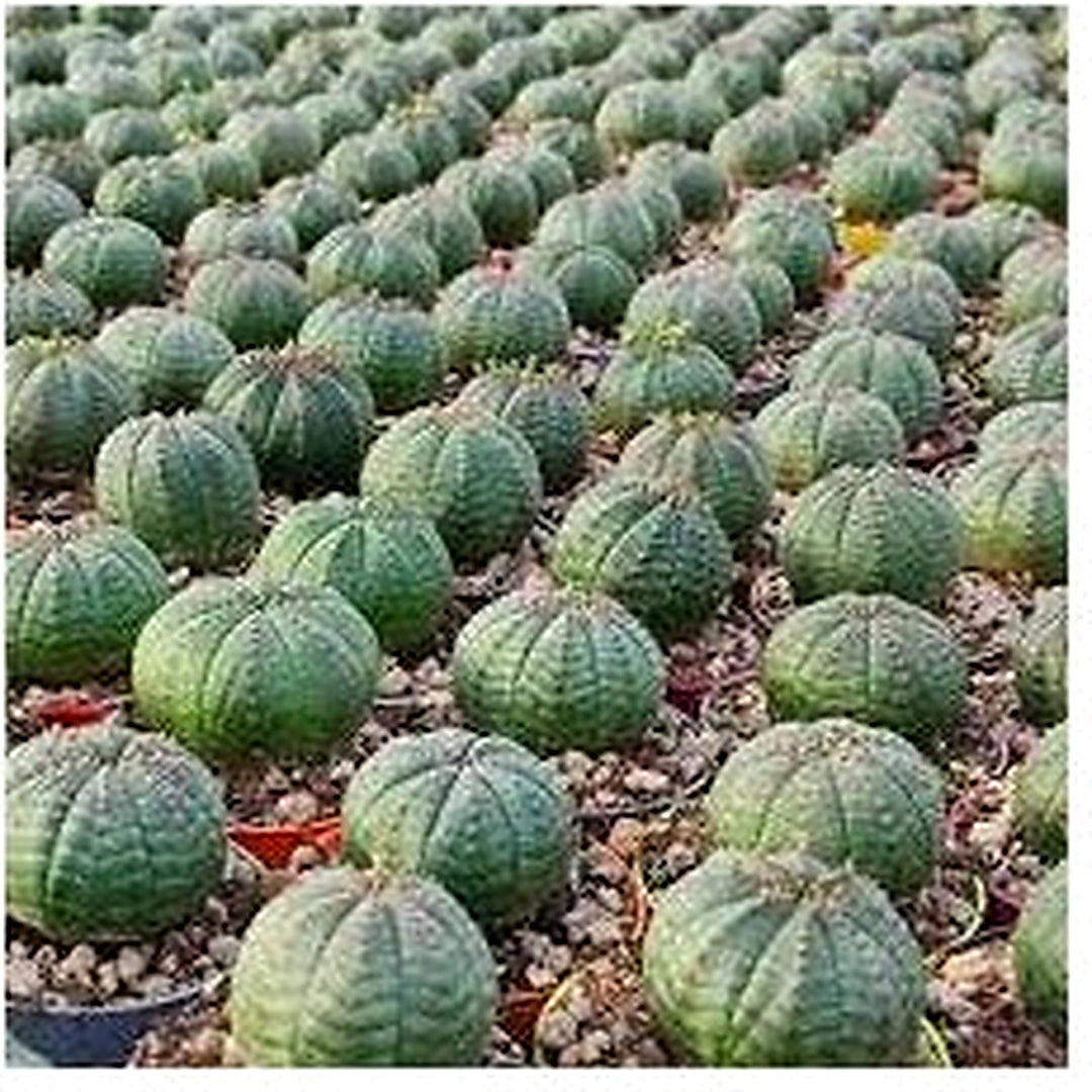 Green Euphorbia Obesa Plant Seeds for Planting [neera-v5-7744b12893c95ff95bc7]