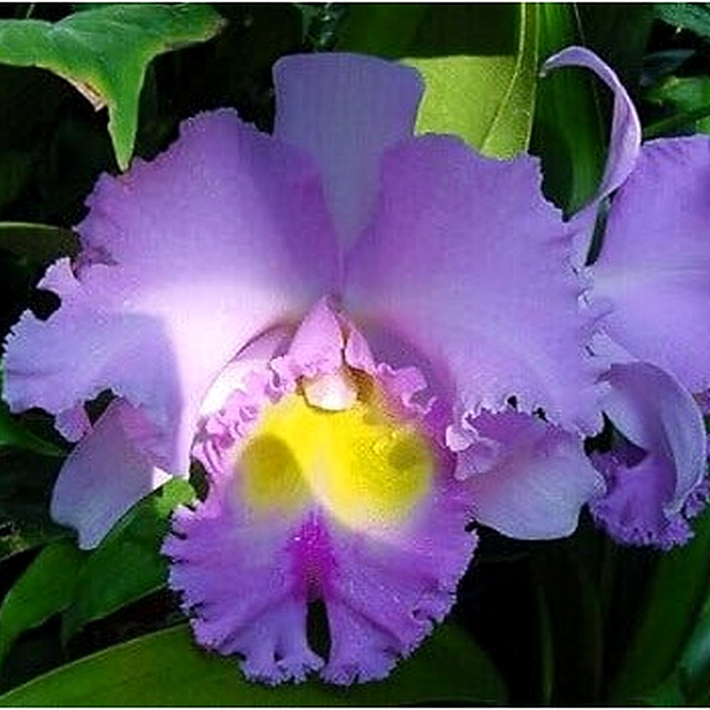 White Cattleya Flower Seeds [neera-v5-7745de816457416d4122]