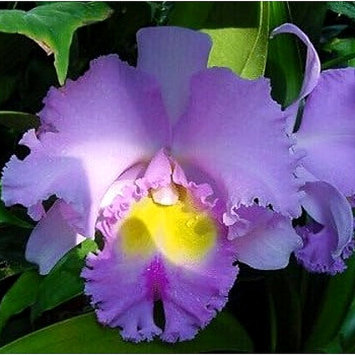 White Cattleya Flower Seeds [neera-v5-7745de816457416d4122]