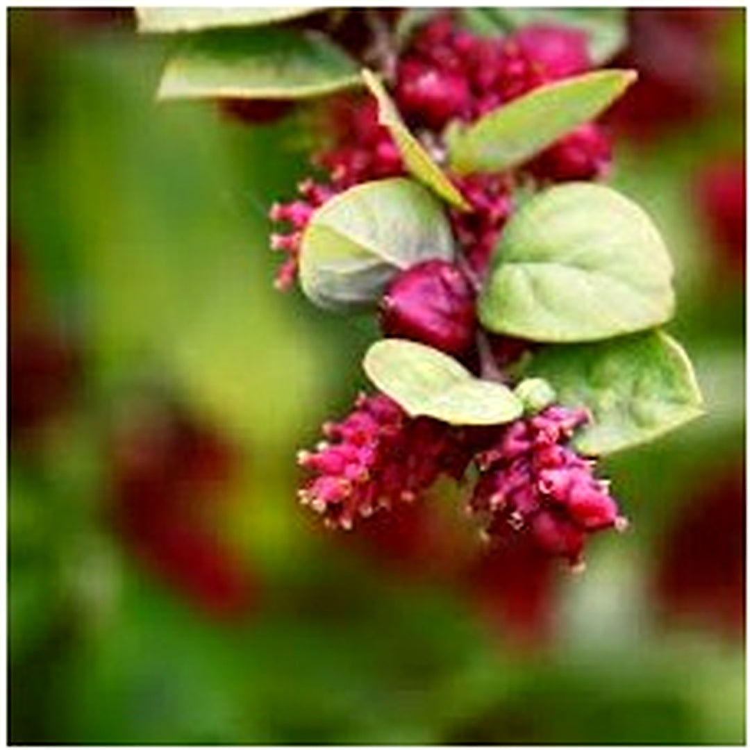 Rare Coralberry (Symphoricarpos Orbiculatus) Seeds [neera-v5-774ffaf33896b72a399f]