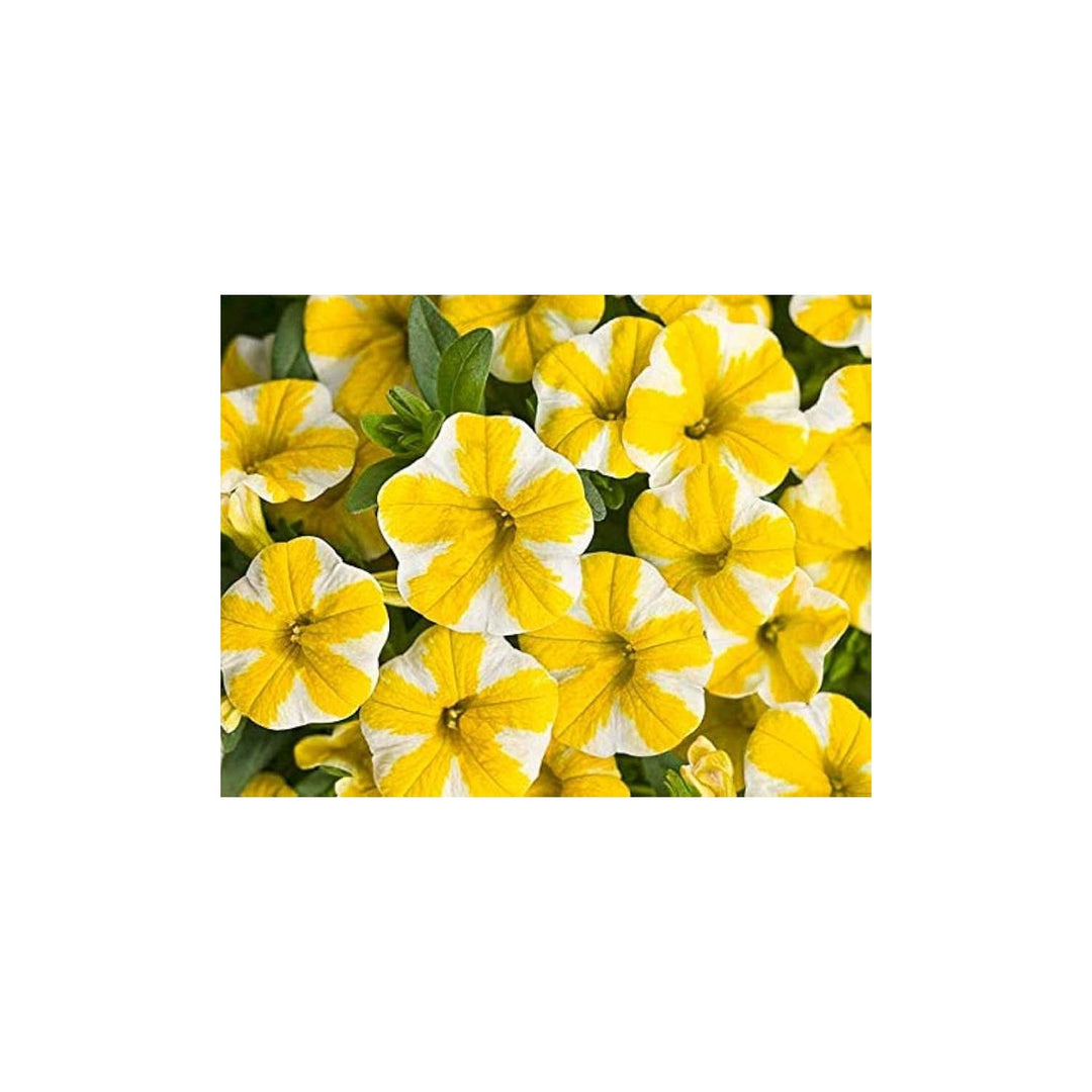 Purple Petunia Lemon Slice Superbells Calibrachoa Flower Seeds for Home Garden Planting Heirloom Non-GMO High Germination Organic Garden Seeds [neera-v5-776df9aa6afae274131d]
