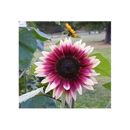 Pink and White Sunflower Flower Seeds for Planting [neera-v5-7776c54cb83c34a6c1f4]