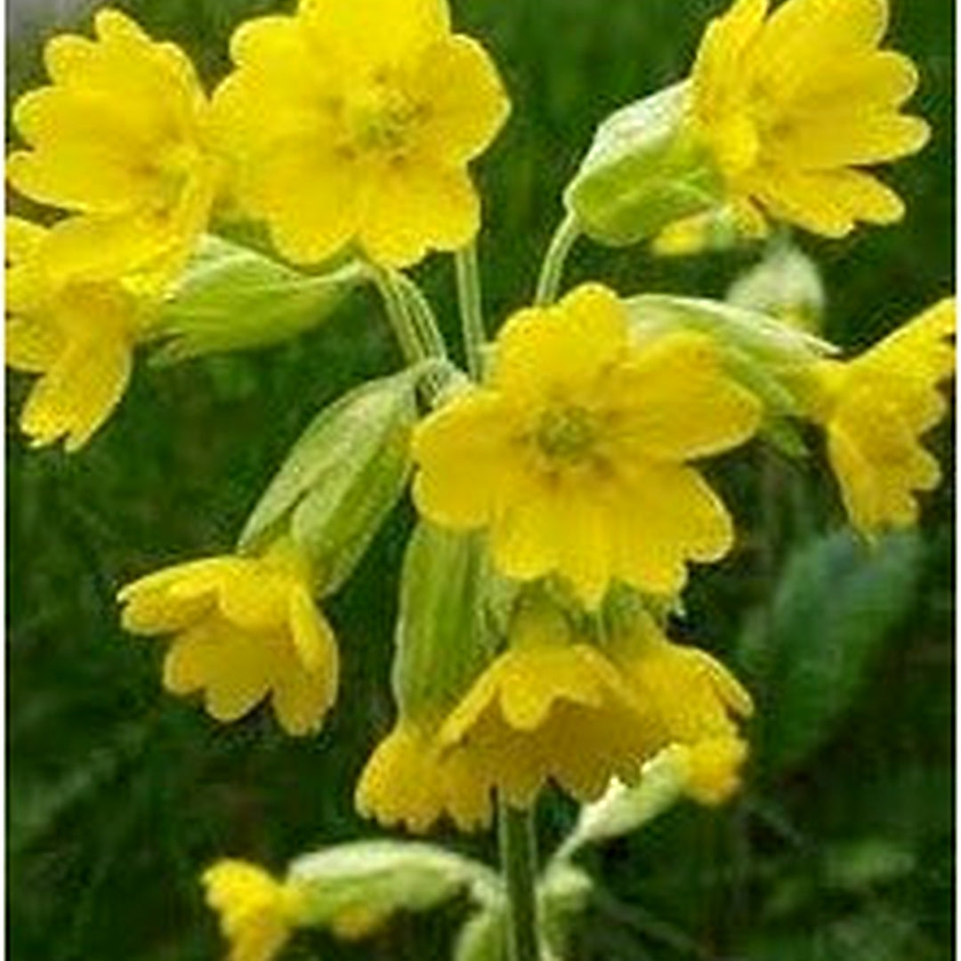 Yellow Heirloom Non Gmo Veris Flower For Planting Blooms For Spring Gardens Flower Seeds for Home [neera-v5-778232728c176eb797b7]