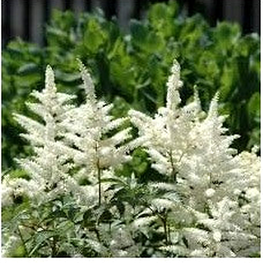 White Astilbe Perennial Flower Seeds for Planting [neera-v5-7792a7380485e073e89f]