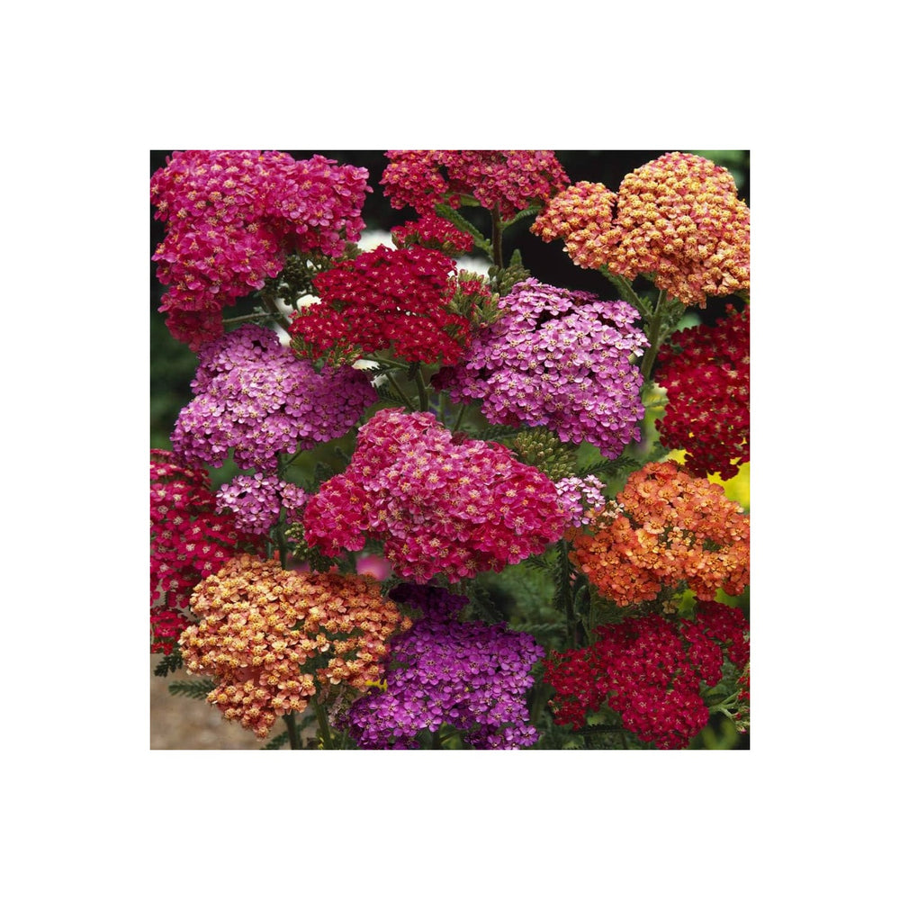 Mixed Yarrow Flower Heirloom Non Gmo Flower For Planting Flower Seeds for Home Garden Planting, [neera-v5-7796f6b3dbc7a5061d7b]