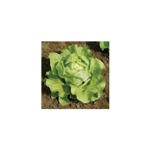 Lettuce Seeds for Planting [neera-v5-779e21e9714bfffbec7b]