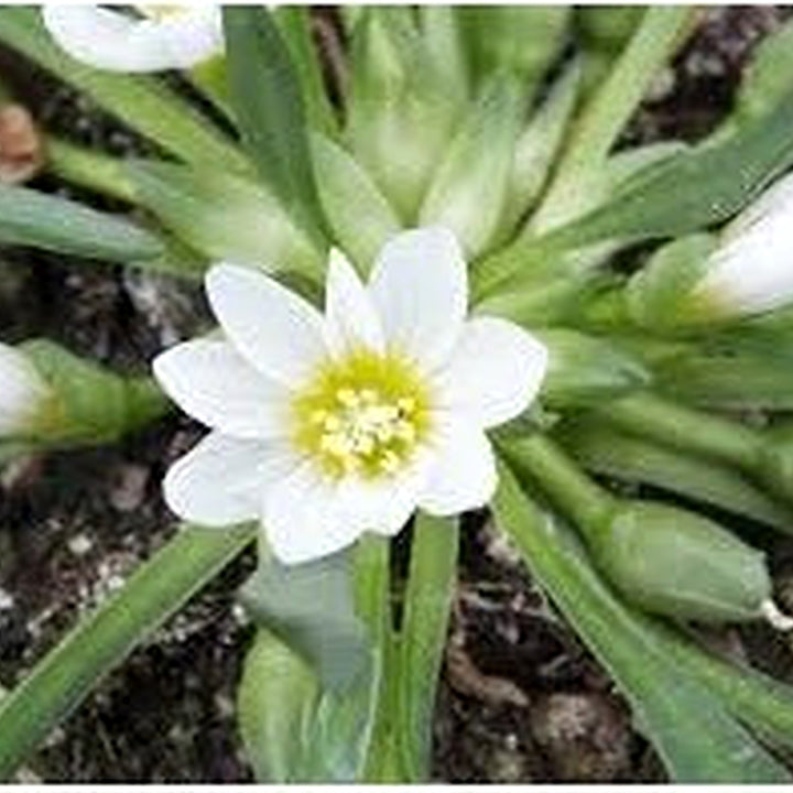 White Nevadensis Flower Seeds for Planting [neera-v5-77a552087a8f7fdfb9a1]