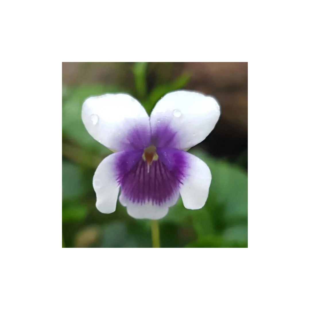Purple White Heirloom Non Gmo Viola Flower For Planting Decorative Blooming Flower Flower Seeds for [neera-v5-77a90a0f441456f1d547]