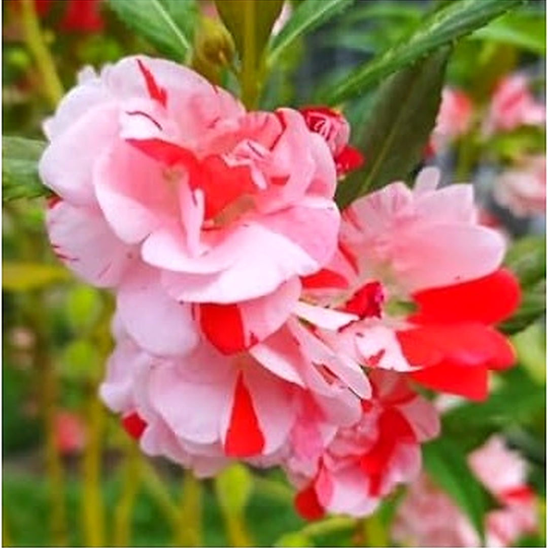 Heirloom Non-GMO White Red Balsam Camellia Flower Seeds for Planting [neera-v5-77ae3fb38dd7e8520853]