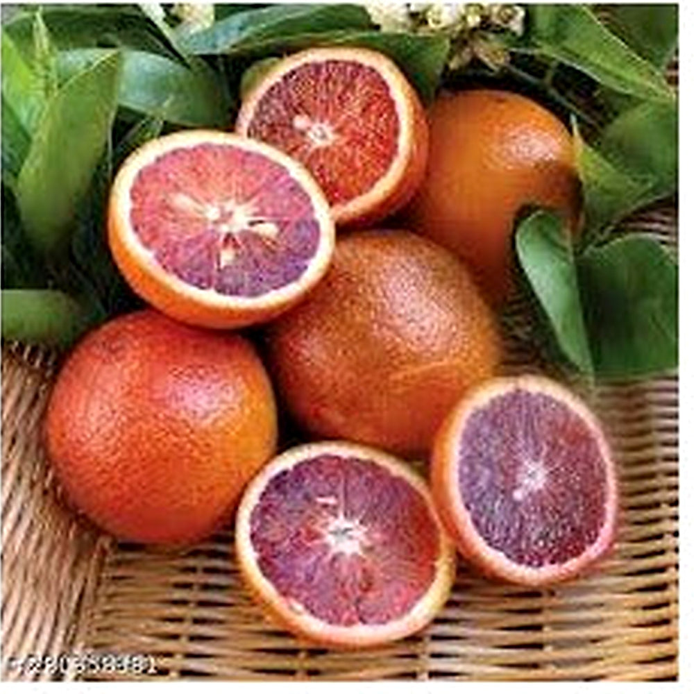 Blood Orange Fruit Seeds for Planting [neera-v5-77b26d6997f8a5b7c329]