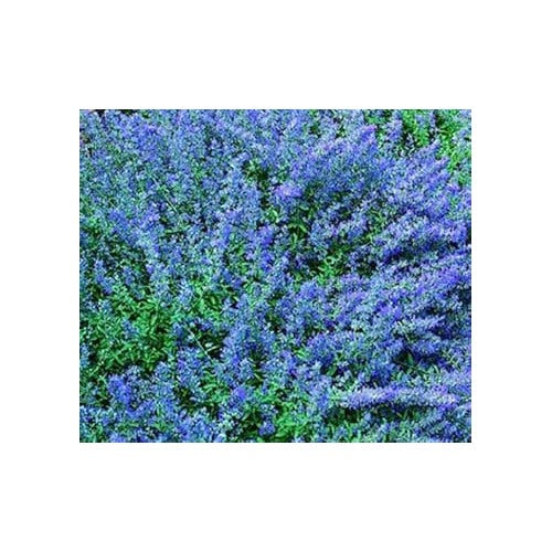 Blue Heirloom Non Gmo Catmint Flower For Planting Aromatic Blooming Flower Flower Seeds for Home [neera-v5-77c45383ab2ce0072d3e]