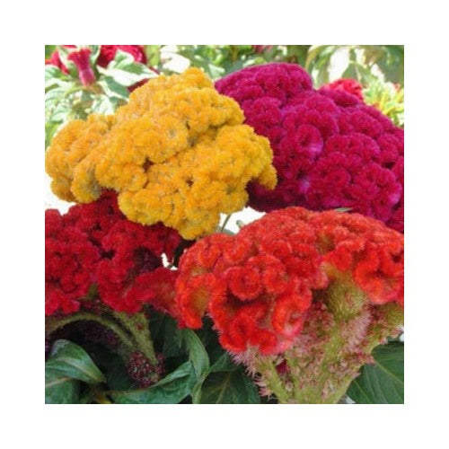 Cristata Mix Celosia Planting Non Gmo Heirloom Flower Seeds Home Garden Planting, Lush [neera-v5-77ca5ae701406eb19dcd]