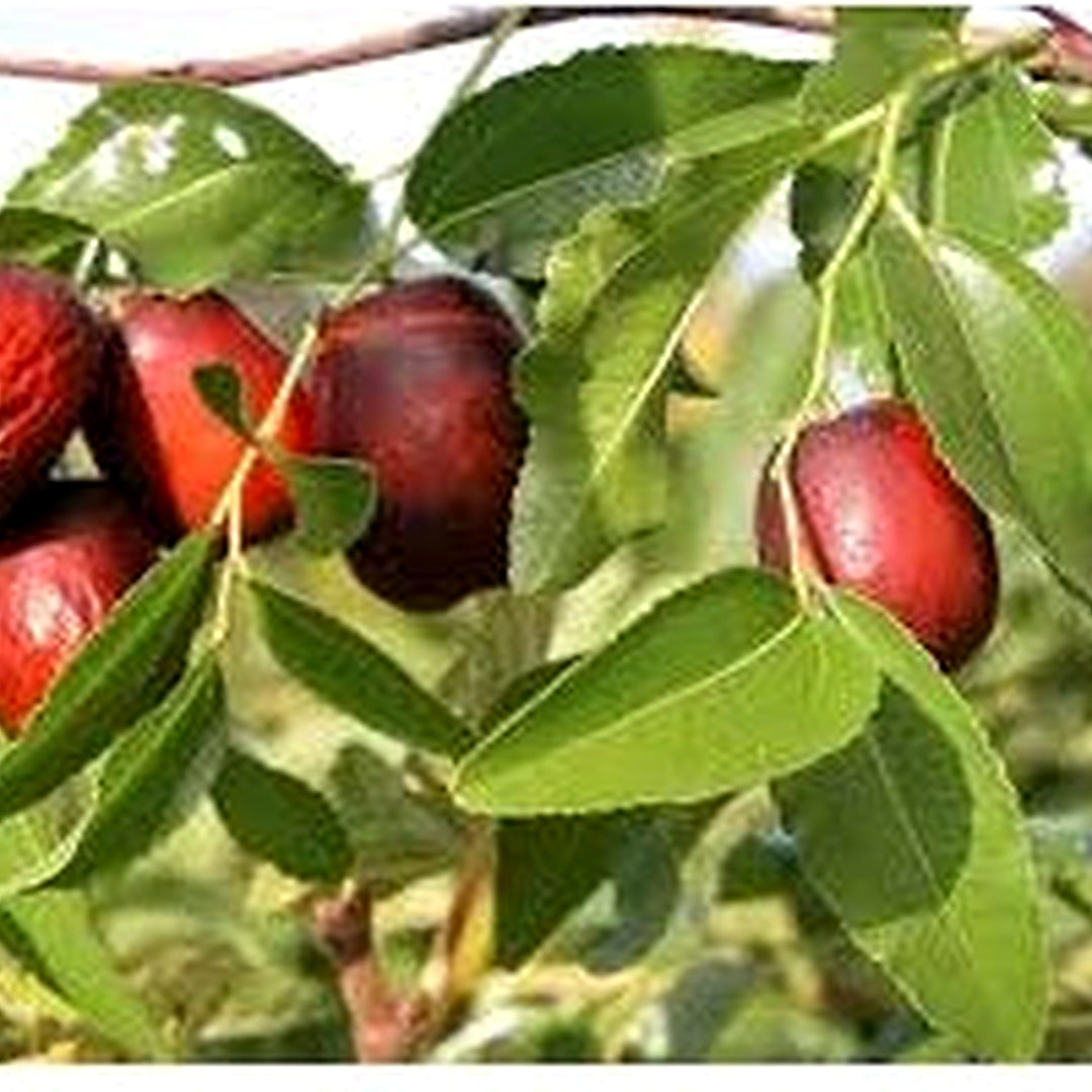 Asian Date Jujube Seeds [neera-v5-77cf35f96275ebc1fd10]