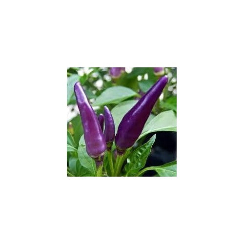 Chili Blue Pepper Seeds [neera-v5-77d0aa5b076d812e0b0a]