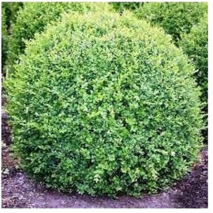 Organic Heirloom Buxus Sempervirens Plant Seeds for Planting [neera-v5-77d6e4364f300baa2c14]