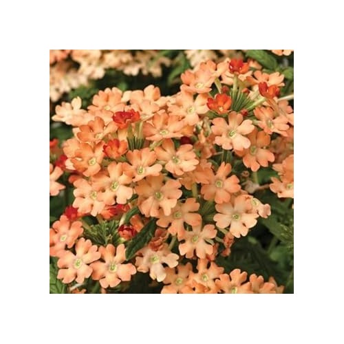 Peach Verbena Didyma Flower For Planting Flower Seeds for Home Garden Planting, Exotic Organic [neera-v5-77ea344cf9198785fc4e]