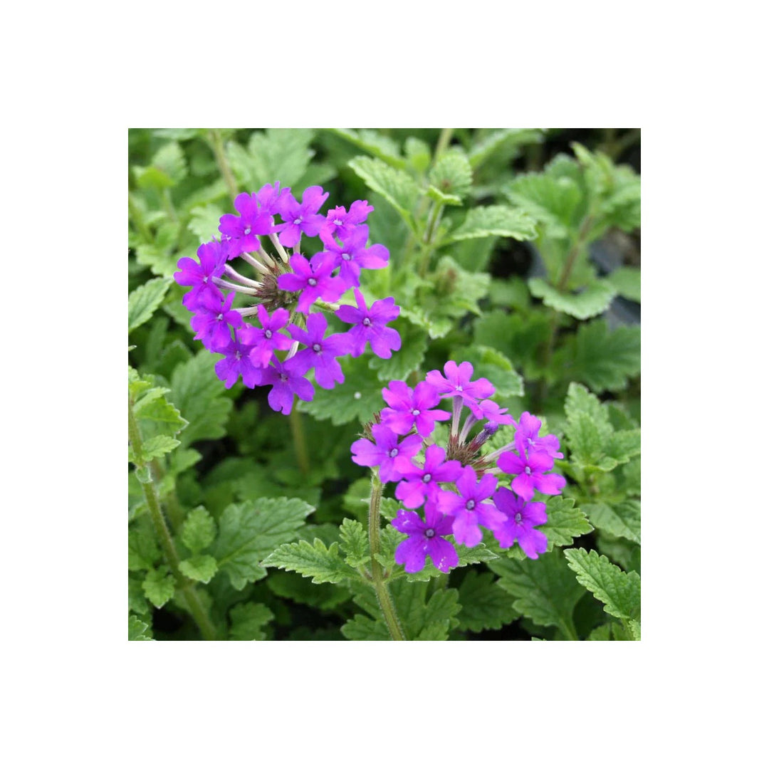 Moss Verbena Mixed Colors Ground Cover Flower Flower Seeds for Home Garden Planting, Premium [neera-v5-7803e8c8ddb90bc53f1c]