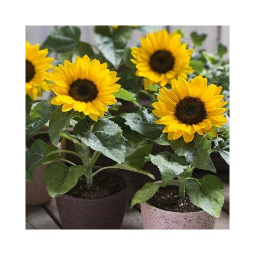 Dwarf Sunspot Sunflower Planting Compact Helianthus Annuus Non Gmo Free Ship Heirloom Flower [neera-v5-780d4614350d0e710e53]