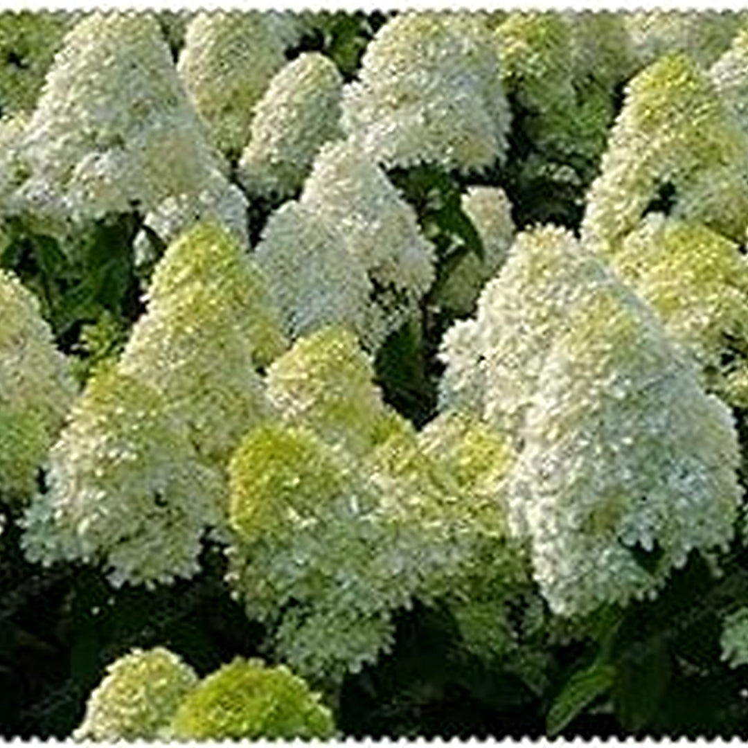 White Vanilla Fraise Flower For Planting Flower Seeds for Home Garden Planting, Colorful Organic [neera-v5-78113e932a5694b8d805]