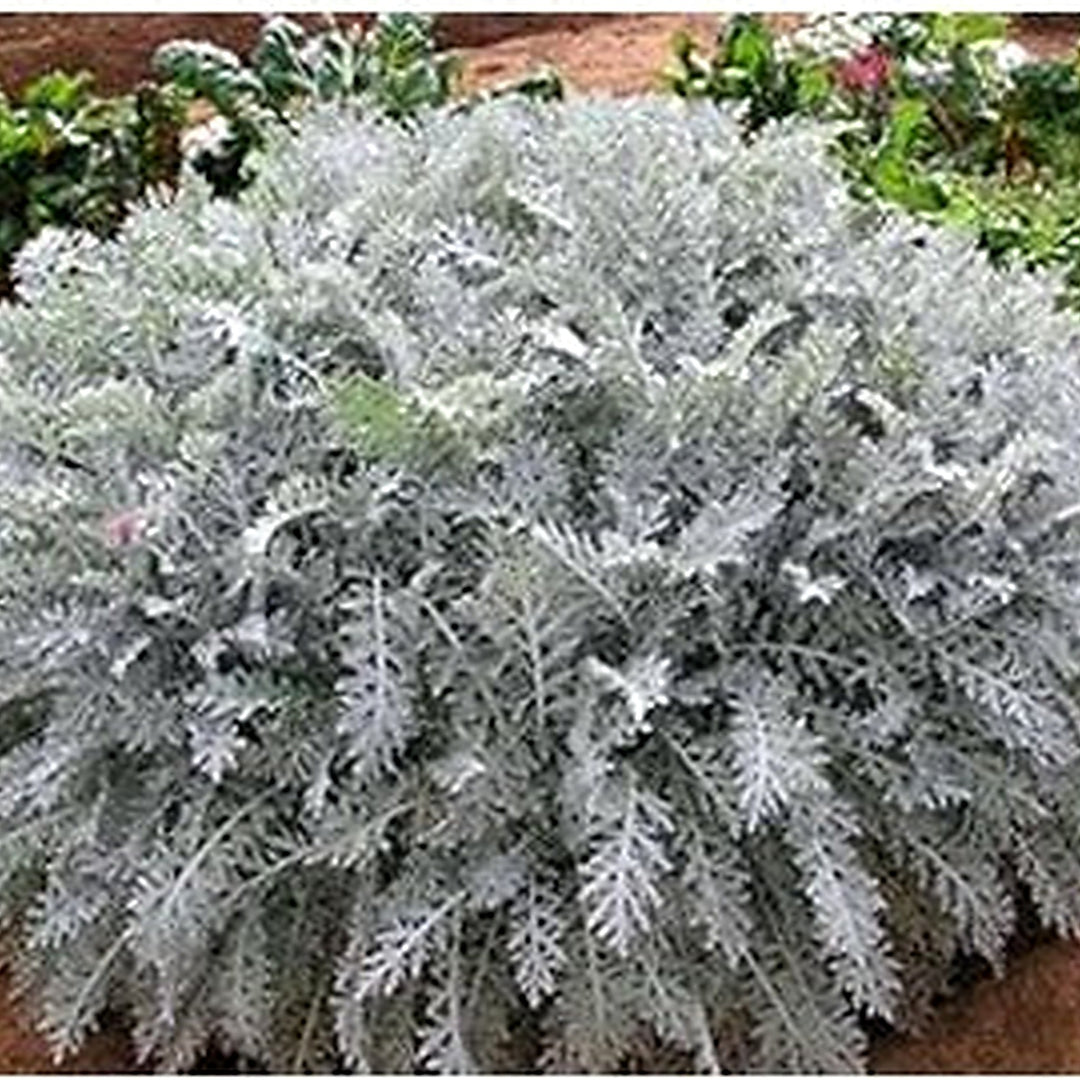 Grey Dusty Miller Plant Seeds for Planting | Heirloom & Non-GMO Organic Garden Seeds | High Germination [neera-v5-7819ff2c146a1ed85c20]