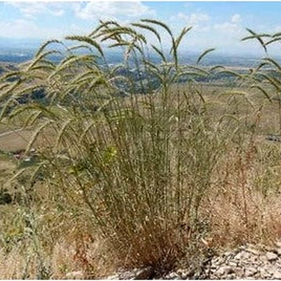 Canada Wild Rye Planting Wild Pigment Co Heirloom Non Gmo Flower Seeds Home Garden [neera-v5-78223cb2ebd695bfb713]